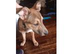 Adopt Lenny a Brown/Chocolate - with Black Pit Bull Terrier / German Shepherd