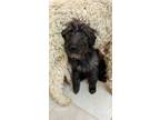 Adopt Blackie a Black Labradoodle / Mixed dog in Osgood, IN (41132794)