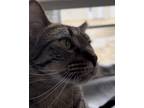 Adopt Sailor Jerry a Spotted Tabby/Leopard Spotted Domestic Shorthair / Mixed