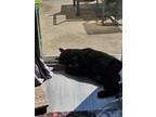 Adopt Cleveland a All Black Domestic Longhair / Mixed (long coat) cat in