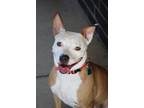 Adopt Sushi a Brown/Chocolate - with White Pit Bull Terrier dog in Lafayette