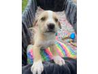 Adopt Dill a Brown/Chocolate - with White Jack Russell Terrier / Pit Bull