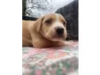 Adopt Garlic a Brown/Chocolate - with White Pit Bull Terrier dog in Ola