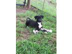 Adopt Caraway a Black Mixed Breed (Medium) dog in Ola, AR (41295797)