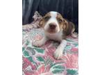 Adopt Paprika a Brown/Chocolate - with White Pit Bull Terrier dog in Ola