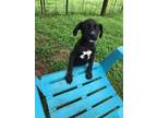 Adopt Curry a Black - with White Mixed Breed (Medium) dog in Ola, AR (41295788)
