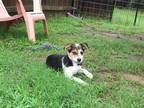 Adopt Lemon Grass a Black - with White Mixed Breed (Medium) dog in Ola