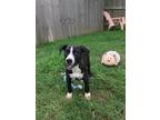Adopt Lavender a Black - with White Mixed Breed (Medium) dog in Ola