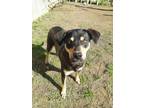 Adopt Bandit a Black - with Tan, Yellow or Fawn Hound (Unknown Type) dog in Ola