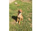 Adopt Pearl a Brown/Chocolate - with White Mixed Breed (Medium) / Mixed Breed