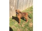 Adopt Emerald a Brown/Chocolate Mixed Breed (Medium) dog in Ola, AR (41295773)
