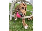 Adopt Gus a Labrador Retriever / Mixed dog in Irwin, PA (41269429)