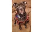 Adopt Pudding a Brown/Chocolate - with White American Pit Bull Terrier / Mixed