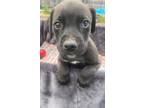 Adopt Licorice a Gray/Silver/Salt & Pepper - with White Mixed Breed (Medium) dog