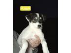 Adopt Nugget a Tricolor (Tan/Brown & Black & White) Feist / Mixed dog in