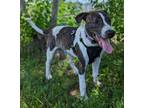 Adopt Emerald a Hound (Unknown Type) / Labrador Retriever / Mixed dog in Ocala