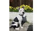 Adopt Vaquita a White - with Black American Pit Bull Terrier / Mixed dog in San