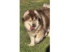 Adopt Max a Red/Golden/Orange/Chestnut - with White Pomsky / Mixed dog in