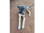Adopt Kinu a Brown/Chocolate Husky / Whippet / Mixed dog in Parks, AZ (41295626)