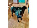 Adopt Duke a Black Boxer dog in Leverett, MA (41261351)