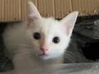 Male Flame Point Siamese