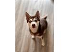 Adopt Soul a Brown/Chocolate - with White Alaskan Klee Kai / Mixed dog in