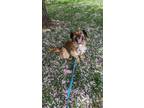 Adopt Kirby a Brown/Chocolate - with Black Border Collie / Beagle / Mixed dog in
