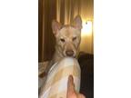 Adopt Maeve a Tan/Yellow/Fawn - with White Chow Chow / Shiba Inu / Mixed dog in