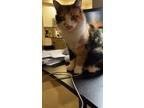 Adopt Zinnie a Calico or Dilute Calico Calico / Mixed (short coat) cat in San