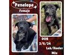 Adopt Penelope a White Australian Cattle Dog / Labrador Retriever / Mixed dog in