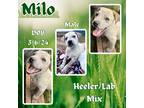 Adopt Milo a White Australian Cattle Dog / Labrador Retriever / Mixed dog in
