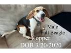 Adopt Copper a White - with Brown or Chocolate Beagle / Mixed dog in Wichita