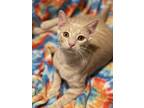Adopt Cheetoh a Orange or Red (Mostly) Domestic Mediumhair cat in Asher