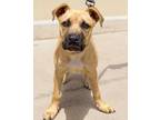 Adopt Ranger a Tan/Yellow/Fawn - with Black Black Mouth Cur / Mixed dog in