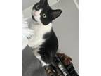 Adopt Lulu a Black & White or Tuxedo American Shorthair / Mixed (short coat) cat