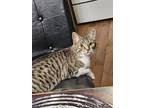 Adopt Stella a Brown Tabby Bengal / Mixed (short coat) cat in Duncanville
