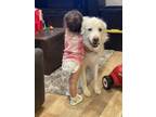 Adopt Khaleesi a White Great Pyrenees / Mixed dog in Lakeside, CA (40816975)