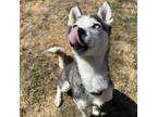 Adopt Foggy a Black Husky / Mixed dog in Edmonton, AB (41143282)