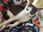 Adopt Louisa a Domestic Shorthair / Mixed (short coat) cat in Fond du Lac
