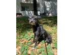 Adopt Buttercup a Black - with Gray or Silver Mixed Breed (Medium) / Mixed dog