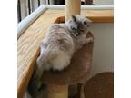 Adopt Kaleesi a White (Mostly) Siamese / Mixed (short coat) cat in Claremont