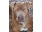 Adopt Jaime a Tan/Yellow/Fawn American Pit Bull Terrier / Mixed dog in Wichita