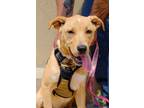 Adopt Ivy a Red/Golden/Orange/Chestnut Labrador Retriever / Mixed dog in Wichita