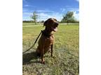 Adopt Fancy a Brown/Chocolate Labrador Retriever / Mixed dog in Wichita Falls