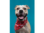 Adopt Gunther a Tan/Yellow/Fawn American Pit Bull Terrier / Mixed Breed (Medium)