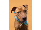 Adopt Troy a Red/Golden/Orange/Chestnut American Pit Bull Terrier / Mixed dog in