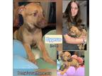 Adopt Cyprus a Tan/Yellow/Fawn Shepherd (Unknown Type) / Mixed dog in Dallas