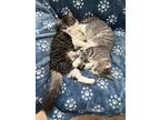 Adopt Liu Liu & Ling Ling a Gray, Blue or Silver Tabby American Shorthair /