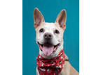 Adopt Sadie a Tan/Yellow/Fawn American Pit Bull Terrier / Mixed dog in Atlanta
