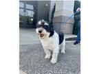 Adopt Potter a Black - with White Havanese / Mixed dog in Johnston